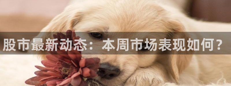 股市最新动态：本周市场表现如何？